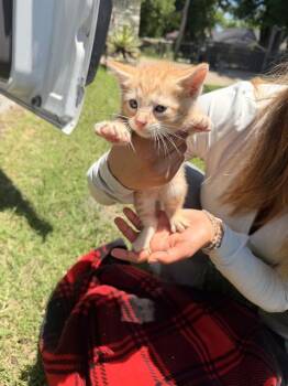 RYLIE -  Domestic Short Hair Cat for Adoption in Dallas, Texas - RYLIE | PetCurious