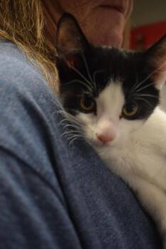 Rescue Domestic Short Hair Cats for Adoption in Pahrump, Nevada - Mahoney K1 | PetCurious
