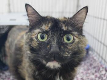 Acadia -  Tortoiseshell Cat for Adoption in Missoula, Montana - Acadia | PetCurious