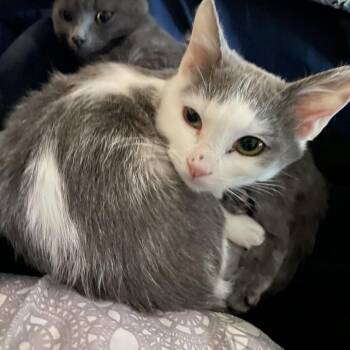 Willow -  Domestic Short Hair Cat for Adoption in Victoria, British Columbia - Willow | PetCurious