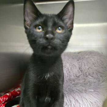 8B Anakin Roswell -  Domestic Short Hair Cat for Adoption in Denver, Colorado - 8B Anakin Roswell | PetCurious