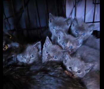 Russian Blue Cats Available for Adoption in Pacifica, California - Bentley | PetCurious