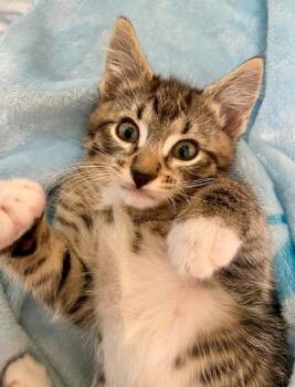 Domestic Short Hair Cats Available for Adoption in Seattle, Washington - Brash | PetCurious