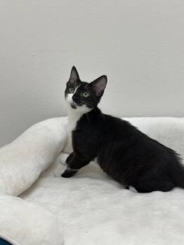 August -  Domestic Short Hair Cat for Adoption in Newberg, Oregon - August | PetCurious
