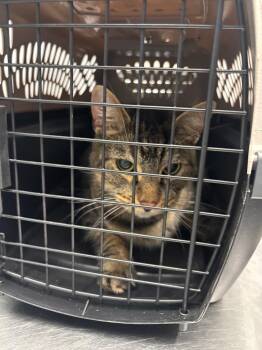 Frankie -  Manx Cat for Adoption in Bloomington, Indiana - Frankie | PetCurious