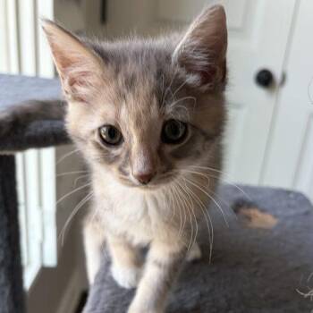 Amanda -  Domestic Short Hair and Tabby Cat for Adoption in Knoxville, Tennessee - Amanda | PetCurious