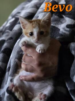 Rescue Domestic Short Hair Cats for Adoption in Gun Barrel City, Texas - Bevo | PetCurious