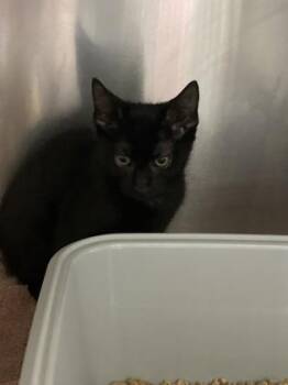 Salem -  Domestic Short Hair Cat for Adoption in Longmont, Colorado - Salem | PetCurious