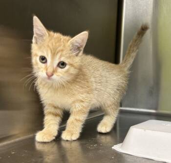 Rescue Domestic Short Hair Cats for Adoption in Sioux City, Iowa - Sprout | PetCurious