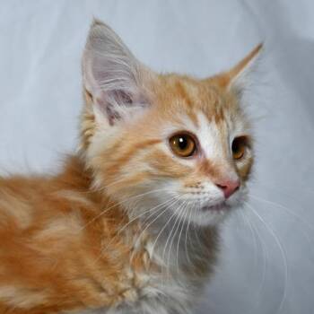 Dennis -  Domestic Long Hair Cat for Adoption in Johnson City, Tennessee - Dennis | PetCurious