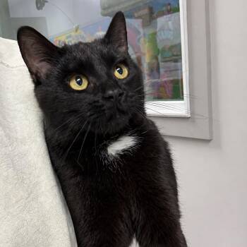 American Shorthair Cats Available for Adoption in Frankfort, Indiana - Figaro - @ Pet Supplies Plus, Lafayette | PetCurious