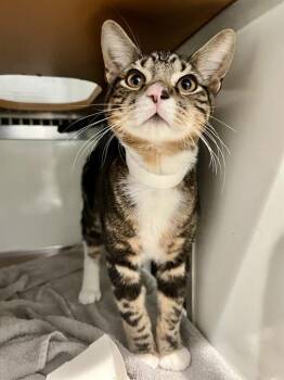MALCOLM -  Domestic Short Hair Cat for Adoption in San Francisco, California - MALCOLM | PetCurious