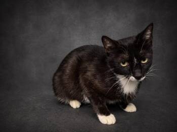 Domestic Short Hair Cats Available for Adoption in Winter Haven, Florida - MARBLE | PetCurious
