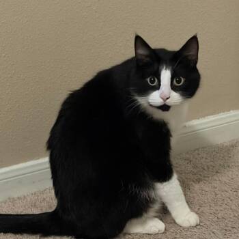 Lord Nibbler -  Domestic Medium Hair Cat for Adoption in Houston, Texas - Lord Nibbler | PetCurious