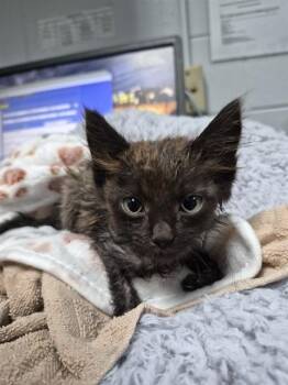 PENNY -  Domestic Short Hair Cat for Adoption in St. Cloud, Florida - PENNY | PetCurious