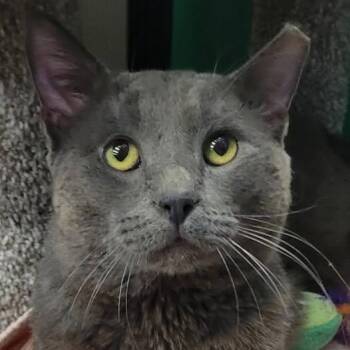 Domestic Short Hair and Russian Blue Cats Available for Adoption - Milo  | PetCurious