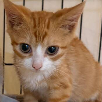 Bibi -  Domestic Short Hair Cat for Adoption in New York, New York - Bibi | PetCurious