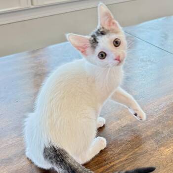 Cobble Hill -  Domestic Short Hair Cat for Adoption in Richmond, Virginia - Cobble Hill | PetCurious