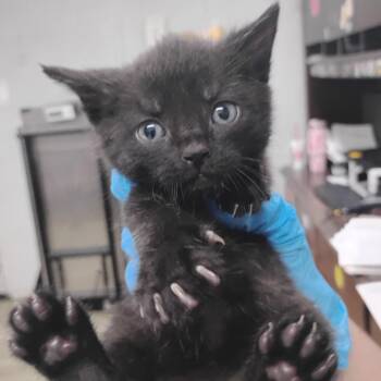 Zoro -  Domestic Short Hair Cat for Adoption in Summerville, South Carolina - Zoro | PetCurious