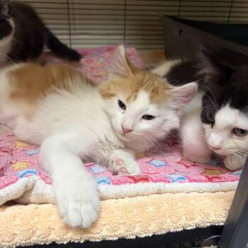 Monopoly -  Domestic Short Hair Cat for Adoption in Charleston, South Carolina - Monopoly | PetCurious