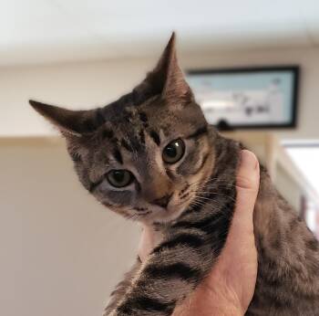 Domestic Short Hair Cats Available for Adoption - Maxine | PetCurious