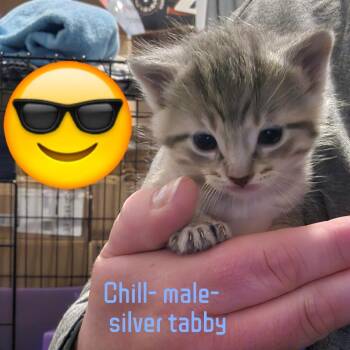 Domestic Short Hair Cats Available for Adoption in Jasper, Indiana - Chill | PetCurious