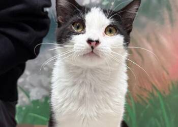 Domestic Medium Hair Cats Available for Adoption - Barker | PetCurious