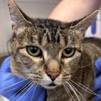 Mazz -  Domestic Short Hair Cat for Adoption in Brenham, Texas - Mazz | PetCurious