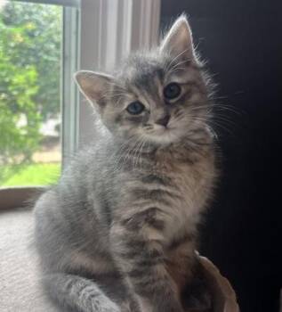 Domestic Short Hair Cats Available for Adoption in Fort Worth, Texas - Samantha | PetCurious