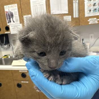 EightBall -  Domestic Short Hair Cat for Adoption in West Palm Beach, Florida - EightBall | PetCurious