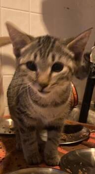 Hattie -  Domestic Short Hair Cat for Adoption in Sterling Heights, Michigan - Hattie | PetCurious