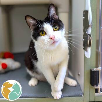 Rorschach -  Domestic Short Hair Cat Available for Adoption in Toledo, Ohio - Rorschach | PetCurious