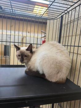 Lilli Beth -  Siamese Cat for Adoption in Shelbyville, Tennessee - Lilli Beth | PetCurious