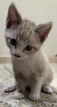 Wally -  Domestic Short Hair Cat Available for Adoption in Lancaster, California - Wally | PetCurious