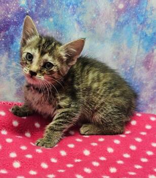 Domestic Short Hair Cats Available for Adoption in Washington Court House, Ohio - Small Fry | PetCurious