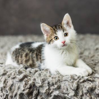 Rescue Domestic Medium Hair Cats for Adoption in Saint Paul, Minnesota - Dynamo | PetCurious