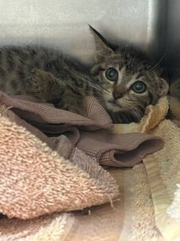 Rescue Domestic Short Hair Cats for Adoption in Lima, Ohio - Ethan | PetCurious