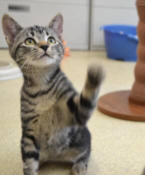 Buttons -  Domestic Short Hair Cat for Adoption in Westbrook, Connecticut - Buttons | PetCurious