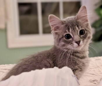Rescue Tabby and Domestic Medium Hair Cats for Adoption in Garner, North Carolina - Wisp | PetCurious