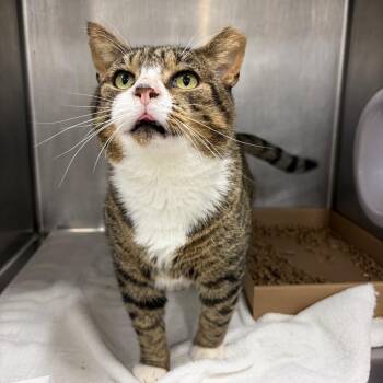 Grump Career Cat? -  Domestic Short Hair Cat for Adoption in Newark, New Jersey - Grump Career Cat? | PetCurious