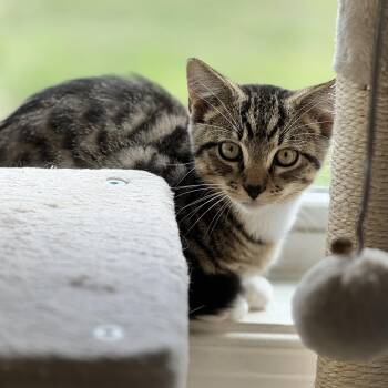 Gelding -  Domestic Short Hair Cat for Adoption in Richmond, Virginia - Gelding | PetCurious