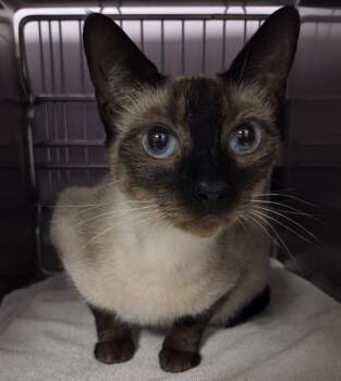 Seaweed -  Siamese Cat for Adoption in Vancouver, Washington - Seaweed | PetCurious