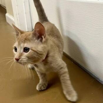 Cerium -  American Shorthair Cat for Adoption in Bethel, Connecticut - Cerium | PetCurious