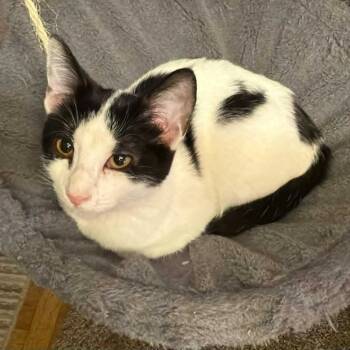 Rescue Domestic Short Hair Cats for Adoption in Hackett, Arkansas - Mishka | PetCurious