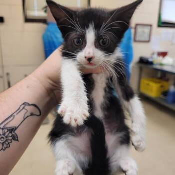 Anneliese -  Domestic Short Hair Cat for Adoption in Lake Panasoffkee, Florida - Anneliese | PetCurious
