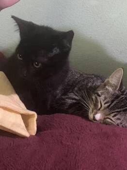Marshamallow & Gelato -  Bombay and Tabby Cat for Adoption in Liverpool, Texas - Marshamallow & Gelato | PetCurious