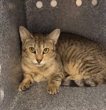 Domestic Short Hair Cats Available for Adoption in Fort Myers, Florida - SCARLET | PetCurious