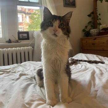 Seamus -  Domestic Long Hair Cat for Adoption in Montreal, Quebec - Seamus | PetCurious