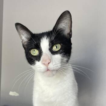 Lip Gloss -  Domestic Short Hair Cat Available for Adoption in Chicago, Illinois - Lip Gloss | PetCurious