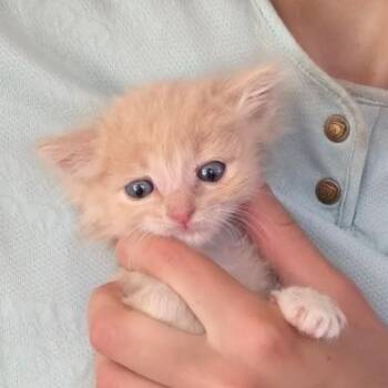 Creme Brule (Cheri & Ann) -  Tabby Cat for Adoption in Los Angeles, California - Creme Brule (Cheri & Ann) | PetCurious